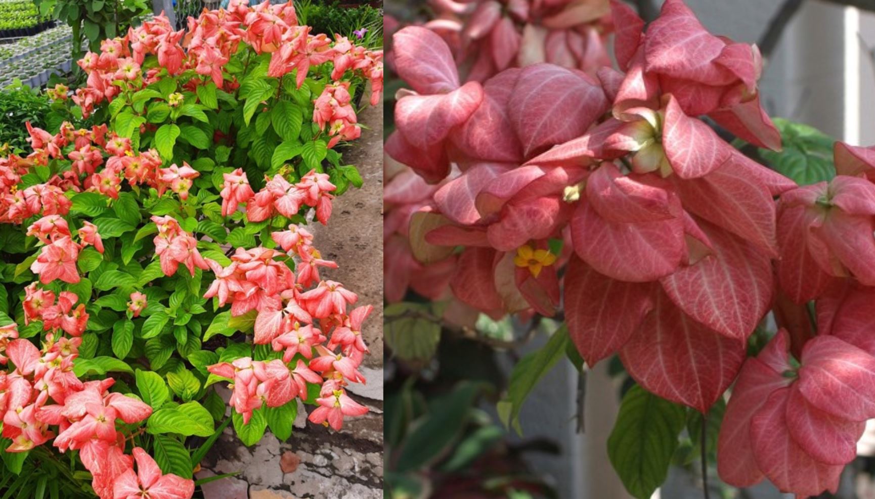 Nguồn gốc của cây Bướm Hồng